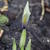 Iris 'Katharine Hodgkin'