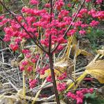 Euonymus europaeus 'Red Cascade' - Kardinaalsmuts