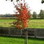 Nyssa sylvatica 'Sheffield Park' - Zwarte tupelo