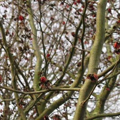 Parrotia persica 'Vanessa' - Perzisch ijzerhout