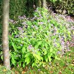 Strobilanthes rankanensis - Trompetkruid