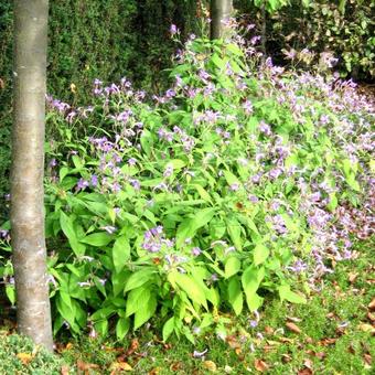 Strobilanthes rankanensis