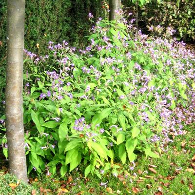 Trompetkruid - Strobilanthes rankanensis