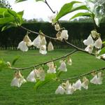 Halesia diptera 'Grandiflora' - Sneeuwklokjesboom