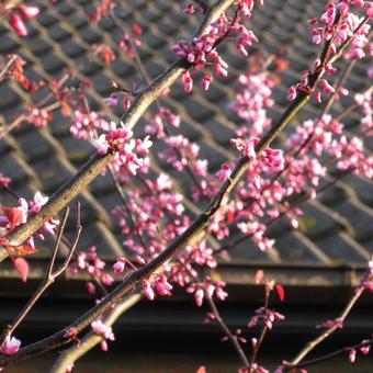 Cercis canadensis 'Forest Pansy'