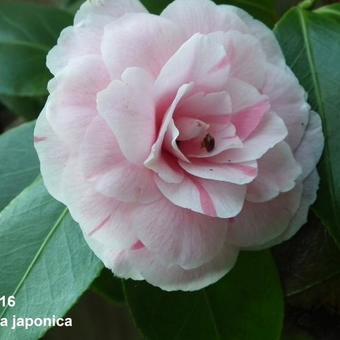 Camellia japonica