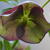 Helleborus orientalis