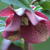 Helleborus orientalis