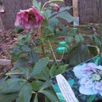 Helleborus orientalis 'Double Picotee' - Nieskruid