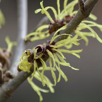 Hamamelis x intermedia 'Pallida'