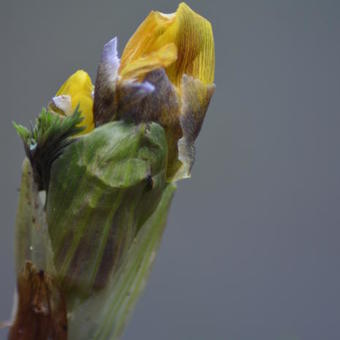 Adonis amurensis 'Fukujukai'