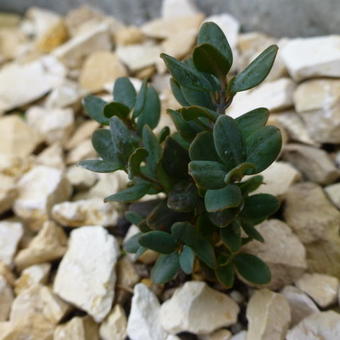 Buxus rugulosa var. prostrata