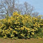 Acacia dealbata - Mimosa, Zilver acacia