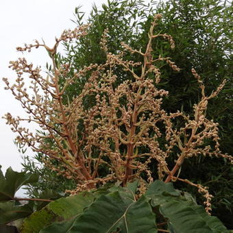 Tetrapanax papyrifer 'Rex'