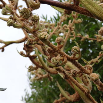 Tetrapanax papyrifer 'Rex'