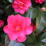 Camellia japonica 'Chandleri Elegans' - Camelia