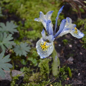 Iris 'Katharine Hodgkin'