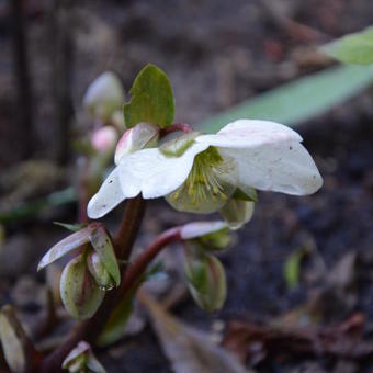 Helleborus x nigercors 'Candy Love'