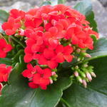 Kalanchoë blossfeldiana - Kalanchoe