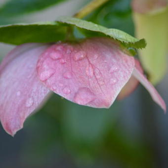 Helleborus orientalis