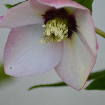 Helleborus orientalis