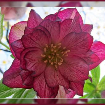 Helleborus orientalis 'DOUBLE ELLEN'-serie