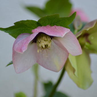 Helleborus orientalis