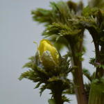 Adonis amurensis 'Fukujukai' - Adonisroosje