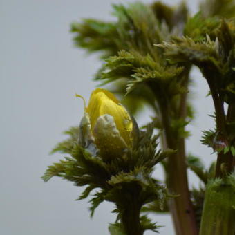 Adonis amurensis 'Fukujukai'