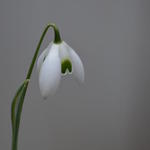 Galanthus woronowii - Sneeuwklokje