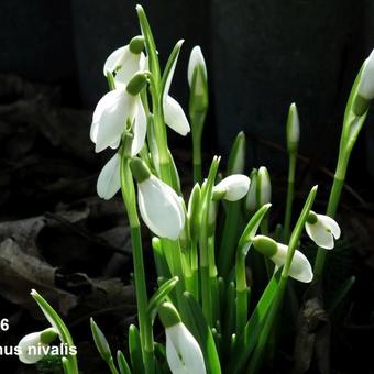 Galanthus nivalis