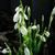 Galanthus nivalis