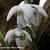 Galanthus nivalis 'Flore Pleno'