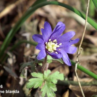 Anemone blanda