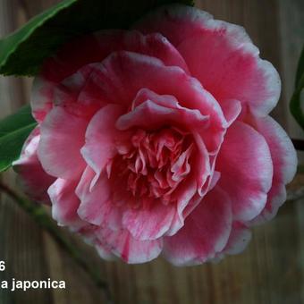 Camellia japonica