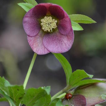 Helleborus orientalis