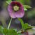 Helleborus orientalis