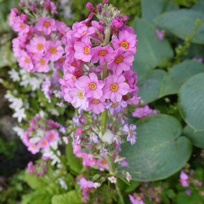 Sleutelbloem - Primula x bulleesiana