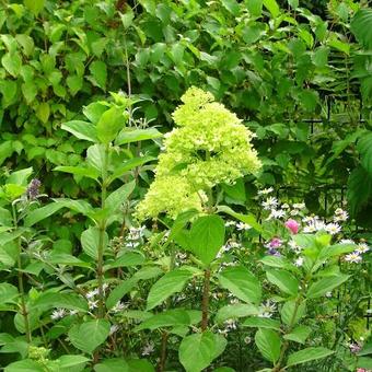 Hydrangea paniculata 'Limelight'