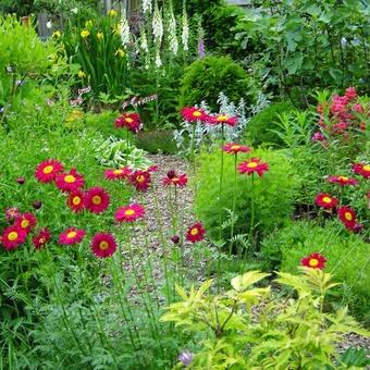 Tanacetum coccineum 'Robinson's Red'