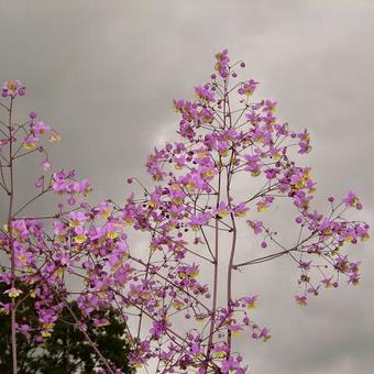 Thalictrum rochebrunianum