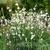 Gaura lindheimeri 'Whirling Butterflies'