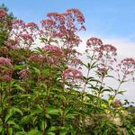 Eupatorium purpureum - Leverkruid/Koninginnekruid - Eupatorium purpureum