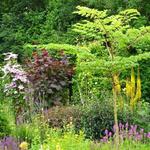 Aralia elata - Duivelswandelstok / Engelenboom