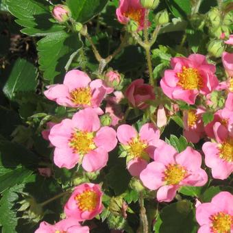 Fragaria 'Pink Panda'