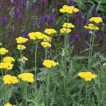 Achillea filipendulina 'Coronation Gold'