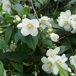 Philadelphus coronarius - Boerenjasmijn - Philadelphus coronarius