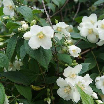 Philadelphus coronarius