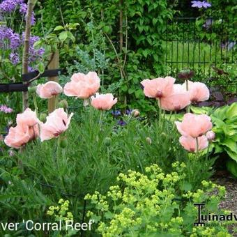 Papaver orientale 'Coral Reef'