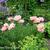 Papaver orientale 'Coral Reef'